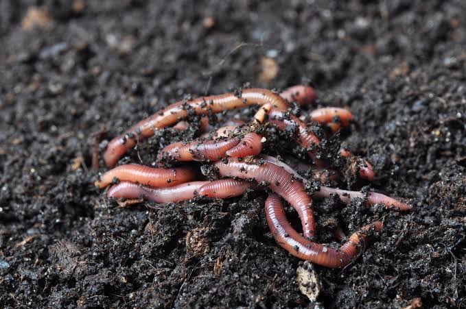 Live Earthworms